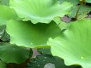  Lotus Leaf Extract